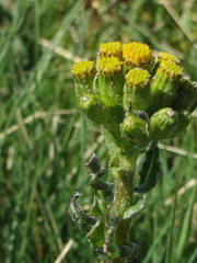 Senecio integerrimus exaltatus