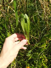 Scorpiurus muricatus