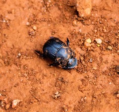 Dendropaemon convexus