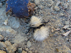 Dasymutilla sackenii