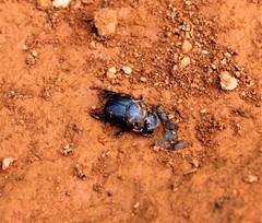 Dendropaemon convexus