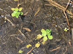 Ludwigia grandiflora