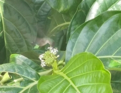 Mellisuga minima