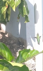 Mellisuga minima