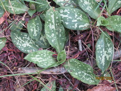 Stenorrhynchos albidomaculatum