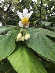 Sparrmannia