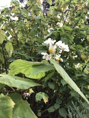 Sparrmannia
