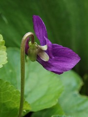 Viola odorata