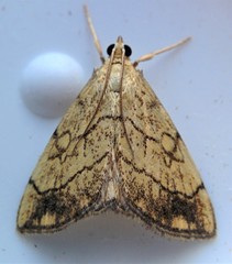 Evergestis pallidata