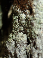 Chaenotheca phaeocephala