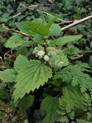 Lamium album