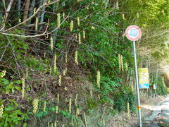 Stachyurus praecox