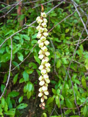 Stachyurus praecox