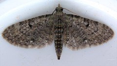 Eupithecia tripunctaria
