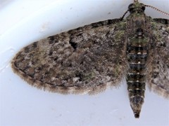 Eupithecia tripunctaria