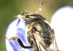 Lasioglossum bruneri