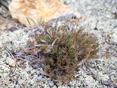 Cardionema ramosissimum