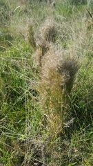 Schizachyrium microstachyum