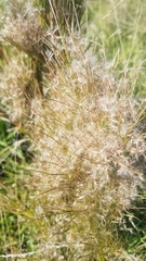 Schizachyrium microstachyum