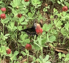 Papilio polyxenes