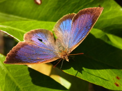 Arhopala japonica