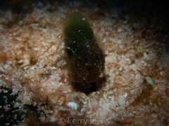 Thersandrus compressus