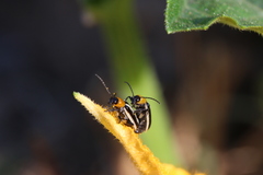 Acalymma trivittatum