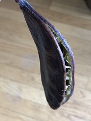 Gymnocladus dioicus