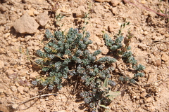 Aethionema diastrophis