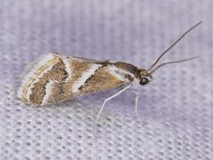 Noctueliopsis virula