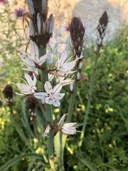 Asphodelus macrocarpus