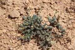 Aethionema diastrophis