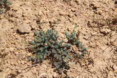 Aethionema diastrophis