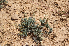 Aethionema diastrophis