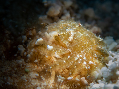 Thersandrus compressus