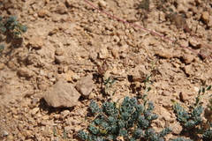 Aethionema diastrophis