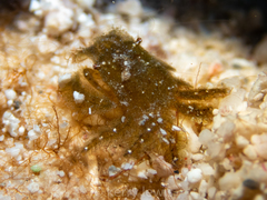 Thersandrus compressus