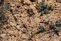 Aethionema diastrophis