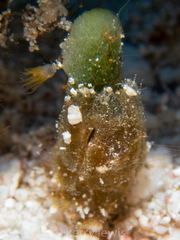 Thersandrus compressus