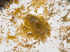 Thersandrus compressus