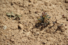 Aethionema diastrophis