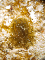 Thersandrus compressus