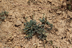 Aethionema diastrophis