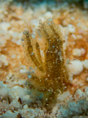 Thersandrus compressus