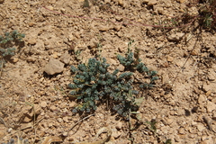 Aethionema diastrophis