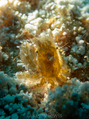 Thersandrus compressus