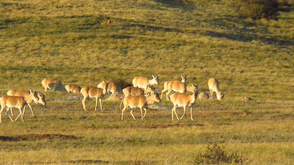 Mongolian Gazelle