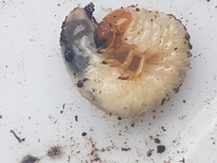 Amphimallon majale