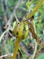 Gnorimoschema baccharisella