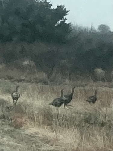 Wild Turkey photographed in Oklahoma